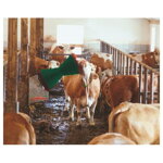 Elektrické drbadlo pre dobytok CowCleaner Elektrické drbadlo pre dobytok CowCleaner